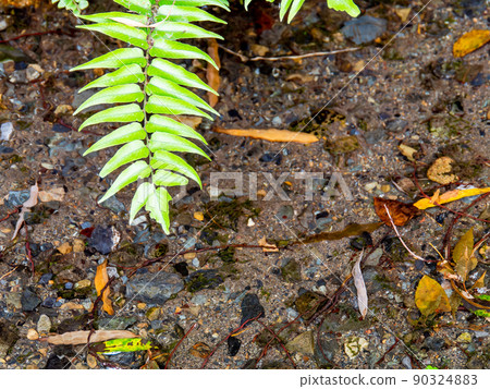 A view of the lush hawk road and the true pond springs in early summer 90324883