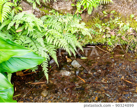A view of the lush hawk road and the true pond springs in early summer 90324899