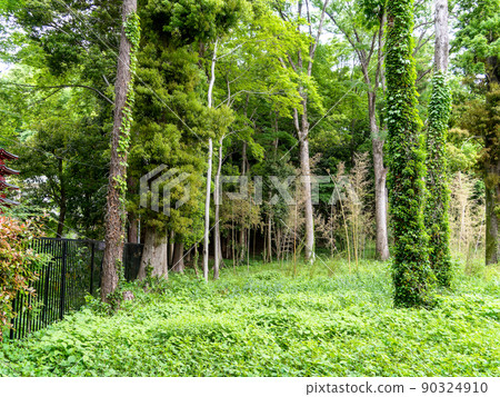 A view of the lush hawk road and the true pond springs in early summer 90324910