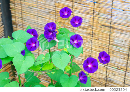  Morning sun 90325204