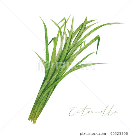 Lemongrass watercolor material 90325396