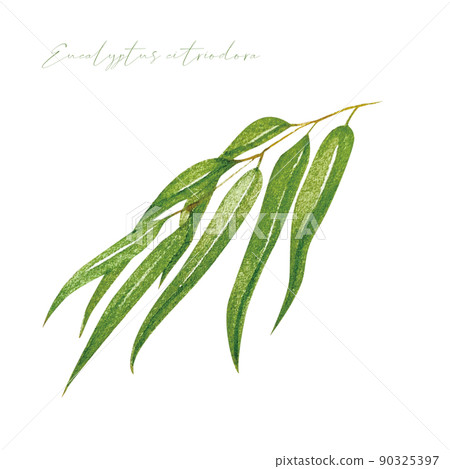 Lemon eucalyptus watercolor material 90325397