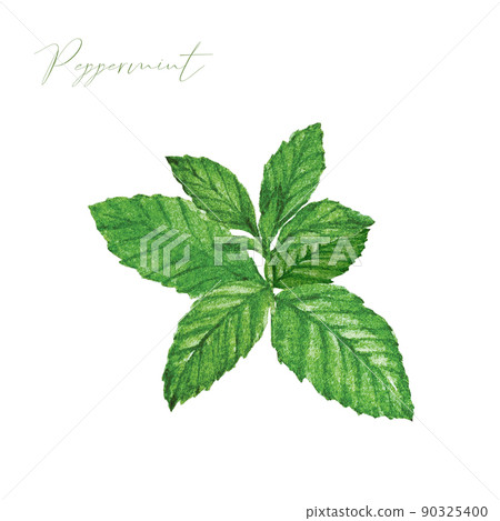 Peppermint watercolor material 90325400