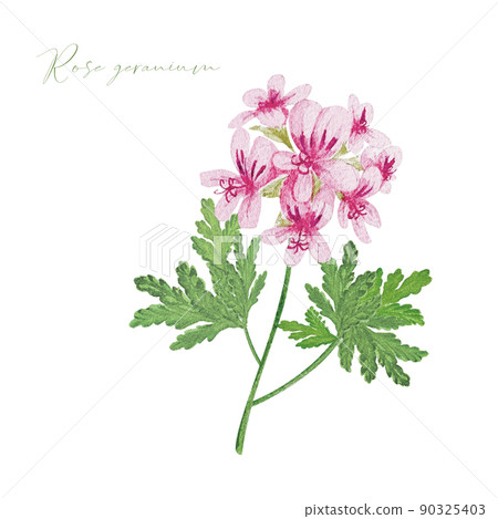 Rose geranium watercolor material Rose geranium watercolor material 90325403