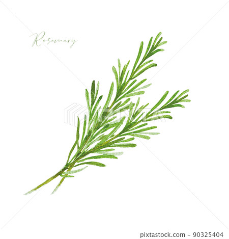 Rosemary twig watercolor material Rosemary twig watercolor material 90325404