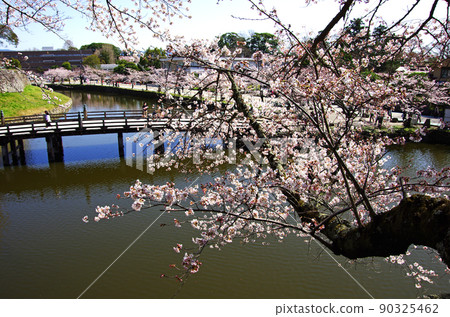 A tasteful cherry blossom along the inner moat of the Ote-mon gate of Hikone Castle 90325462