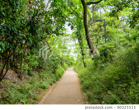 An ancient road reminiscent of the Kamakura period: Early summer scenery of the Kamakura Kaido 90325513