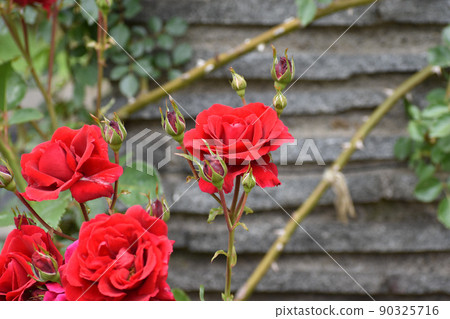 Red spring roses blooming against the backdrop of a stone wall 90325716