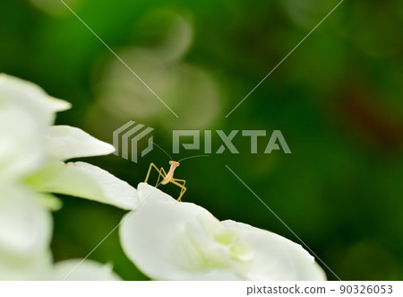 Mantis kid perching on a flower Mantis kid perching on a flower 90326053