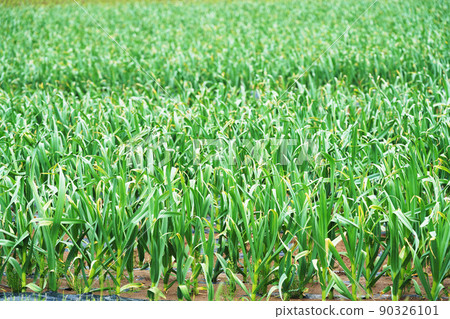 Spring garlic field Spring garlic field 90326101