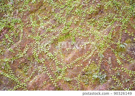 Wall covered with lemmaphyllum Wall covered with lemmaphyllum 90326149