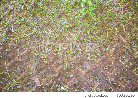 Wall covered with lemmaphyllum Wall covered with lemmaphyllum 90326150