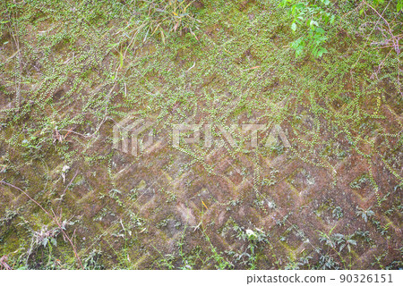 用lemmaphyllum蓋的牆壁 90326151