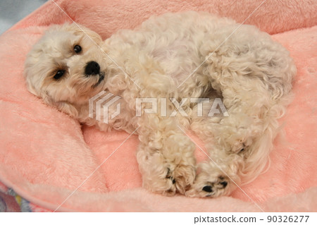 可愛的睡相麥芽糖 可愛的睡相麥芽糖 90326277