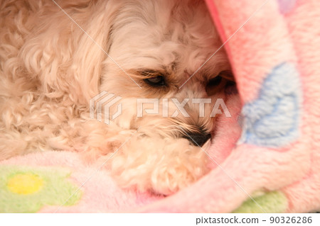 可愛的 maltipoo 在室內放鬆 90326286