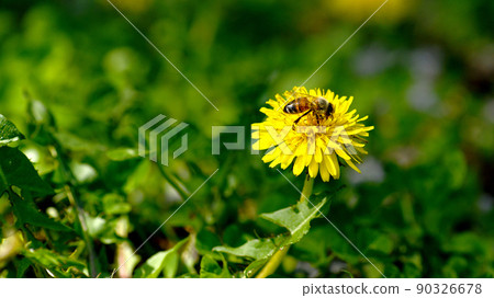 Dandelion Garden Beautiful Spring Flower Background Dandelion Garden Beautiful Spring Flower Background 90326678