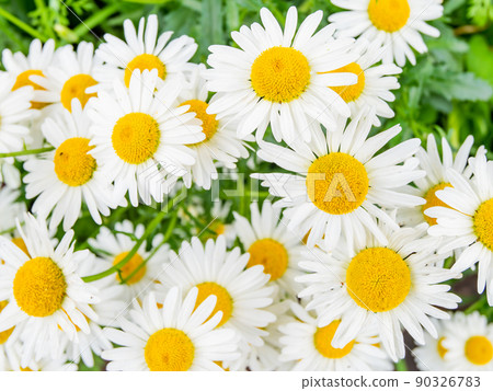 Fresh scenery in early summer, beautifully blooming margaret in full bloom 90326783