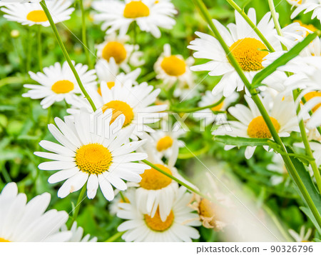 Fresh scenery in early summer, beautifully blooming margaret in full bloom Fresh scenery in early summer, beautifully blooming margaret in full bloom 90326796