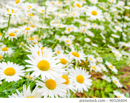 Fresh scenery in early summer, beautifully blooming margaret in full bloom 90326804