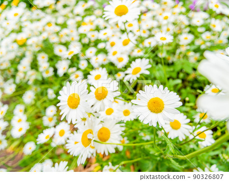 Fresh scenery in early summer, beautifully blooming margaret in full bloom 90326807