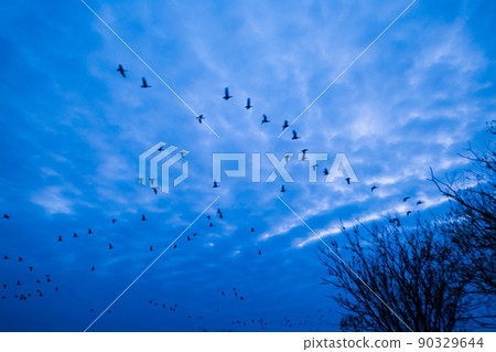 A flock of white-fronted geese taking off in the early morning of Miyajimanuma A flock of white-fronted geese taking off in the early morning of Miyajimanuma 90329644