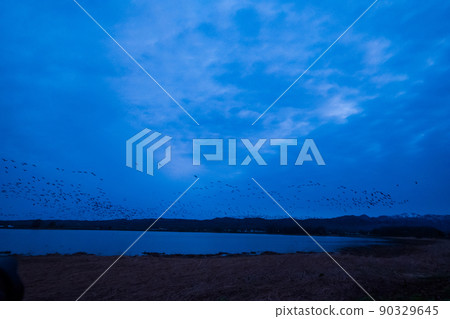 A flock of white-fronted geese taking off in the early morning of Miyajimanuma A flock of white-fronted geese taking off in the early morning of Miyajimanuma 90329645