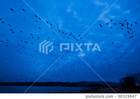 一群白額雁在宮島沼的清晨起飛 90329647