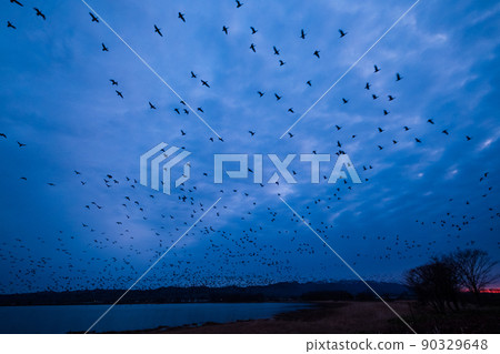 一群白額雁在宮島沼的清晨起飛 90329648