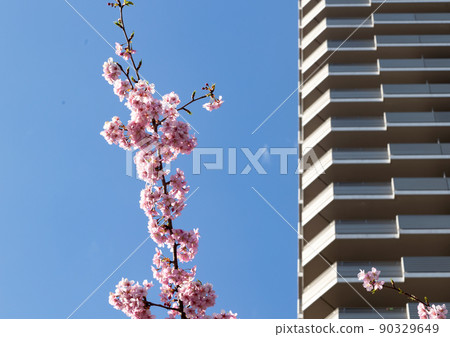 橋本的櫻花 90329649