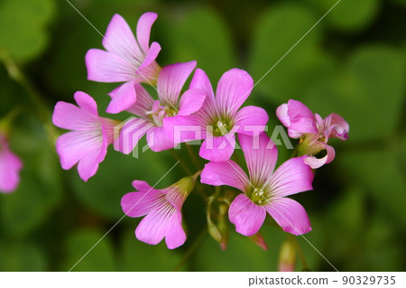 Pink Wood Sorrel 06 90329735