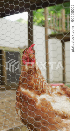 Vertical image of chicken seen through fence in enclosure in farm 90330002