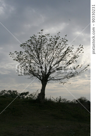 Big tree and gray cloudy sky. 90330231