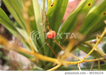 A ripe fruit of Dracaena Loureini Gagnep branch. 90330234
