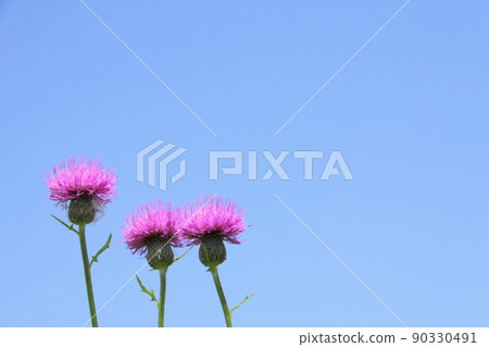 藍天 / Cirsium japonicum 藍天 / Cirsium japonicum 90330491