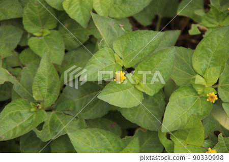 Para Cress 's flower and leaves. 90330998