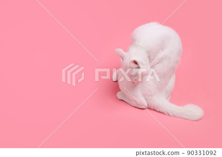 Young White Cat Young White Cat 90331092