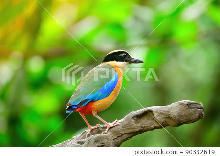 bluewingedpitta a kind of bird that bird watchers pay attention because of the beautiful colors and its beautiful singing voice 90332619