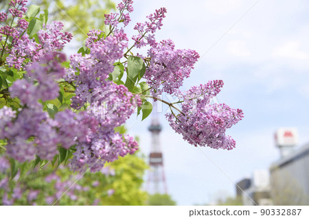 Lilac (+ TV Tower) in Sapporo Odori Park 90332887