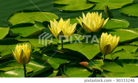 Water lily 90333246