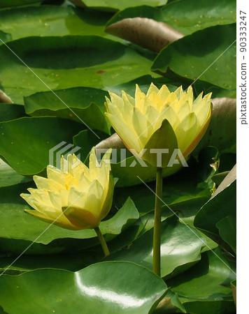 Water lily Water lily 90333247