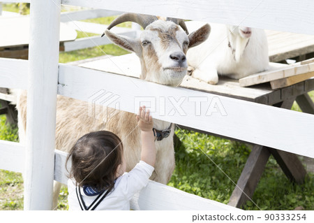 A boy who comes in contact with a goat A boy who comes in contact with a goat 90333254