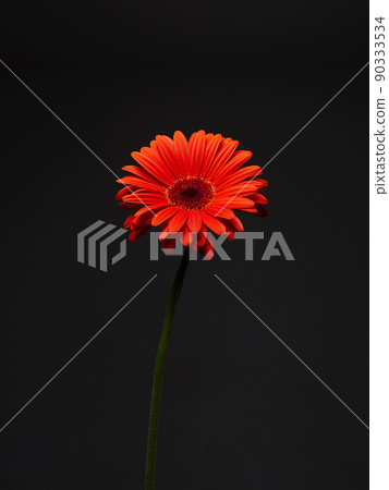 Red flower in Dark. Beautiful gerbera Flower still life Red flower in Dark. Beautiful gerbera Flower still life 90333534