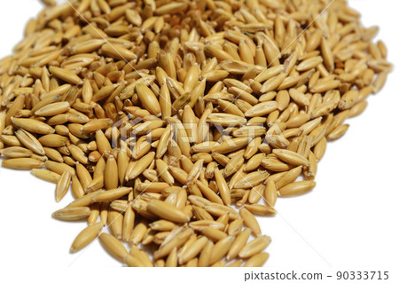 貓草種子 貓草 燕麥 燕子 enmugi embaku 寵物 家庭園藝 圖片素材 貓草種子 貓草 燕麥 燕子 enmugi embaku 寵物 家庭園藝 圖片素材 90333715