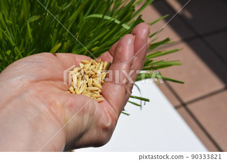 Cat grass and seeds, cat grass, oats, swallow, wheat, embaku, pets, home gardening, image material Cat grass and seeds, cat grass, oats, swallow, wheat, embaku, pets, home gardening, image material 90333821