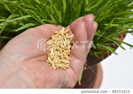 Cat grass and seeds, cat grass, oats, swallow, wheat, embaku, pets, home gardening, image material Cat grass and seeds, cat grass, oats, swallow, wheat, embaku, pets, home gardening, image material 90333823