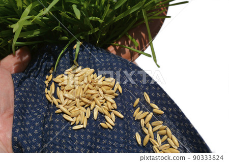 Cat grass and seeds, cat grass, oats, swallow, wheat, embaku, pets, home gardening, image material Cat grass and seeds, cat grass, oats, swallow, wheat, embaku, pets, home gardening, image material 90333824
