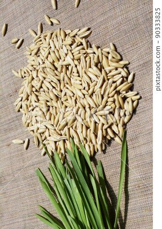 Cat grass and seeds, cat grass, oats, swallow, wheat, embaku, pets, home gardening, image material Cat grass and seeds, cat grass, oats, swallow, wheat, embaku, pets, home gardening, image material 90333825