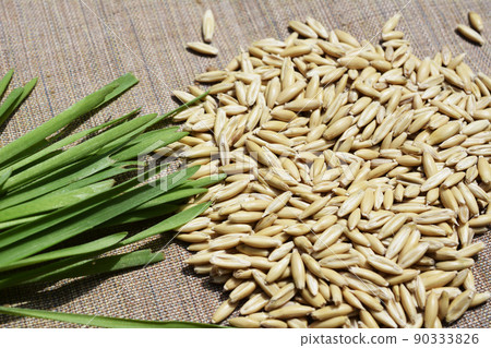 Cat grass and seeds, cat grass, oats, swallow, wheat, embaku, pets, home gardening, image material Cat grass and seeds, cat grass, oats, swallow, wheat, embaku, pets, home gardening, image material 90333826