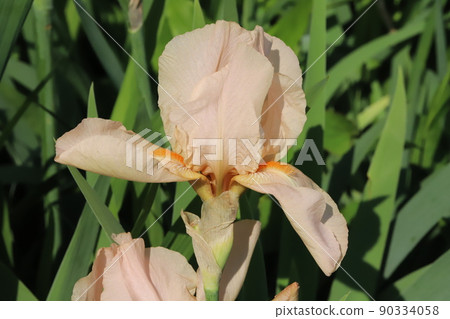 春天在日本公園開花的淺棕色德國鳶尾花 90334058