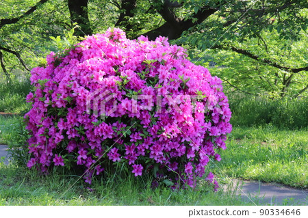 Round pruned pink azalea flowers blooming in Japanese parks in spring 90334646